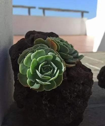 公寓 Casa El Comisario El Tanque